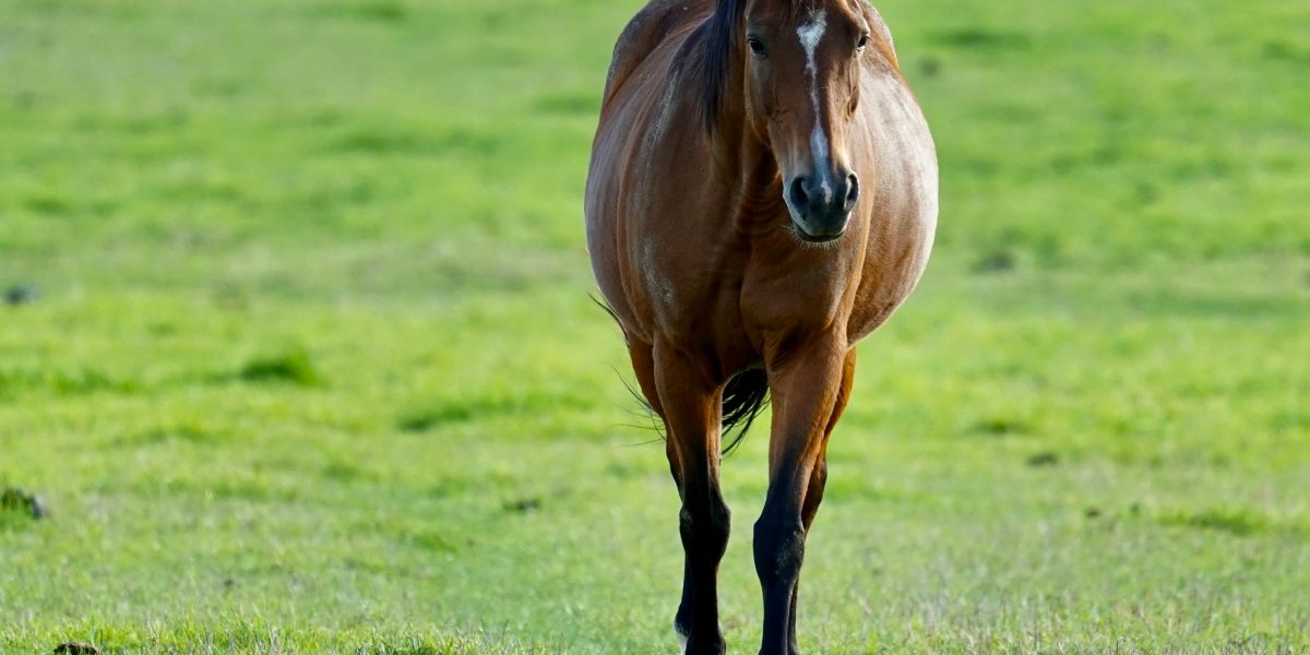 Fertilidade Equina: Identificando Problemas Reprodutivos Comuns