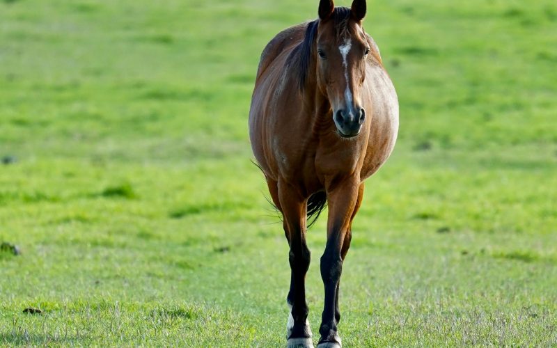 Fertilidade Equina: Identificando Problemas Reprodutivos Comuns