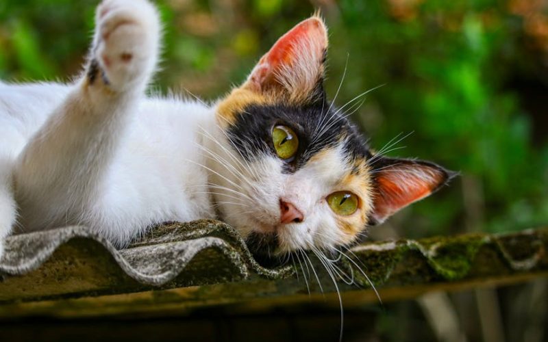 Descubra as Rações Específicas para Gatos Castrados: Quais as Diferenças que Seu Felino Merece!