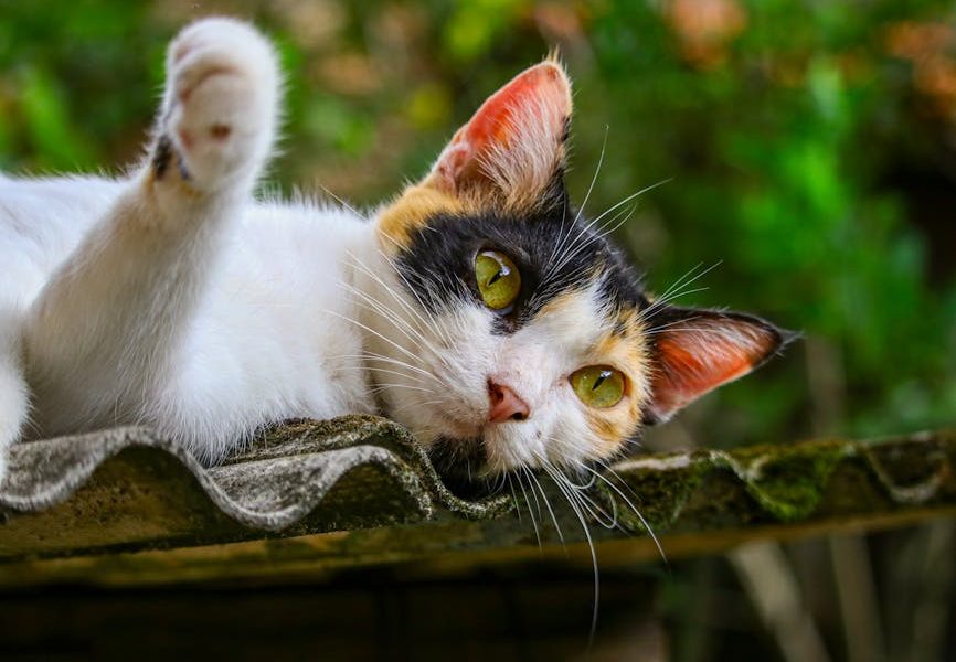 Descubra as Rações Específicas para Gatos Castrados: Quais as Diferenças que Seu Felino Merece!