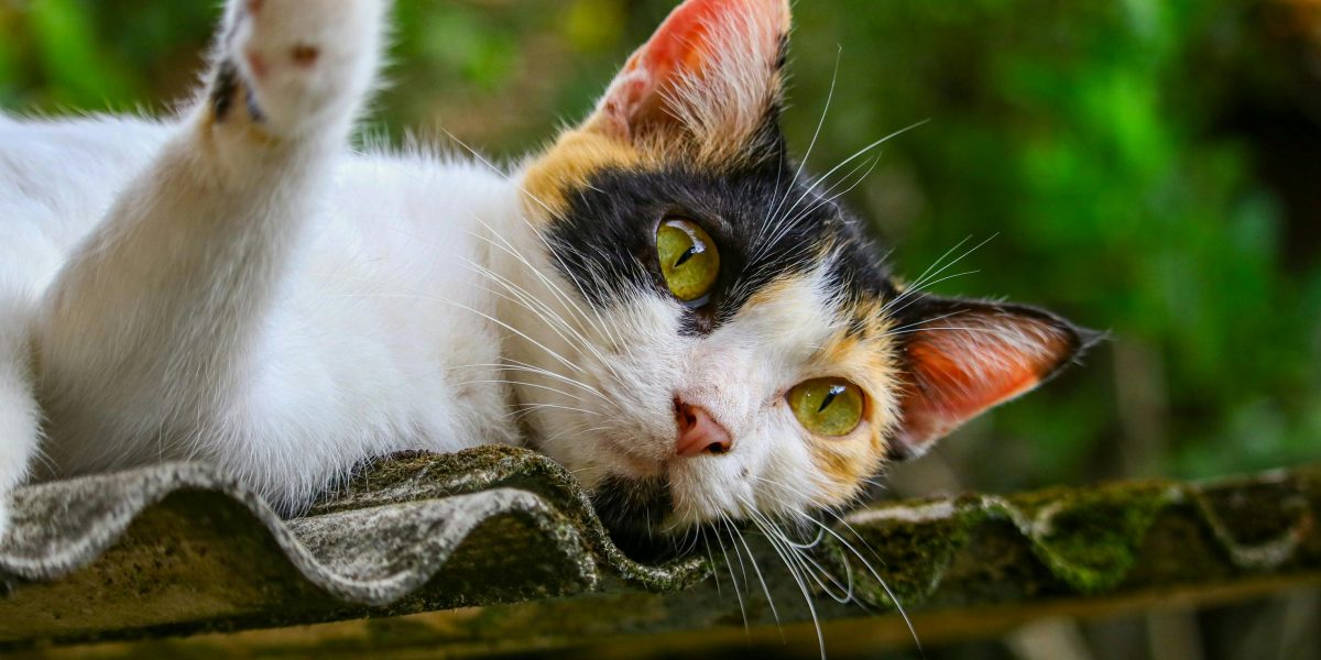 Dicas Imperdíveis no Checklist de Viagem: Prepare seu Pet para Longas Distâncias com Conforto e Segurança!