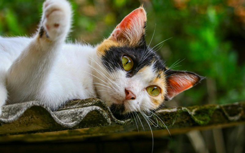 Dicas Imperdíveis no Checklist de Viagem: Prepare seu Pet para Longas Distâncias com Conforto e Segurança!