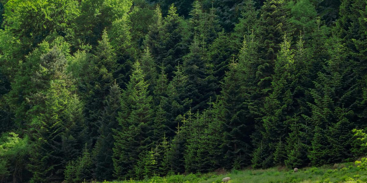 Uso de Adubos Orgânicos vs. Químicos na Jardinagem: Qual a Melhor Opção?