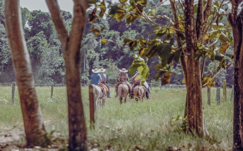 Manejo Correto da Alimentação para Cavalos Atletas: Dicas e Práticas Essenciais