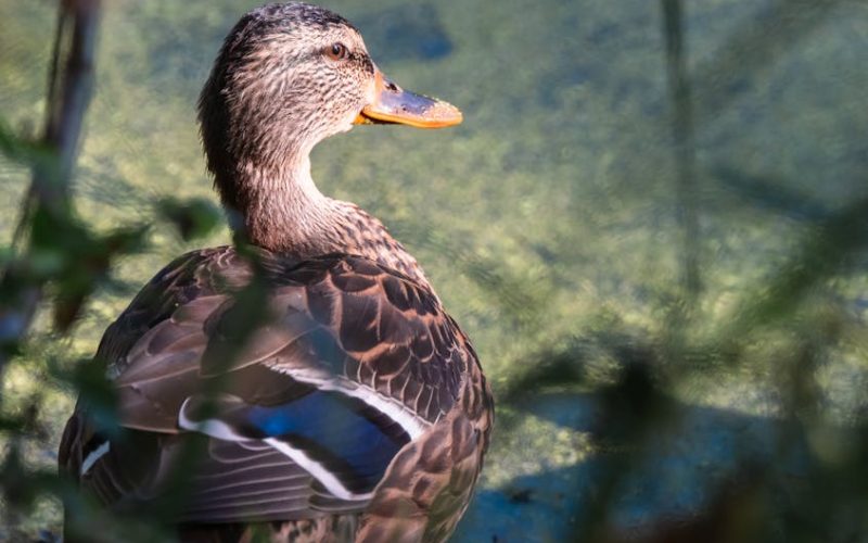Domine a Gestão de Custos na Pecuária: Aprenda a Calcular o Custo da Dieta por Animal e Aumente Seus Lucros!