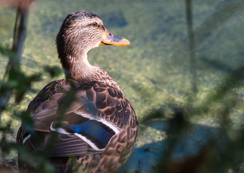 Domine a Gestão de Custos na Pecuária: Aprenda a Calcular o Custo da Dieta por Animal e Aumente Seus Lucros!