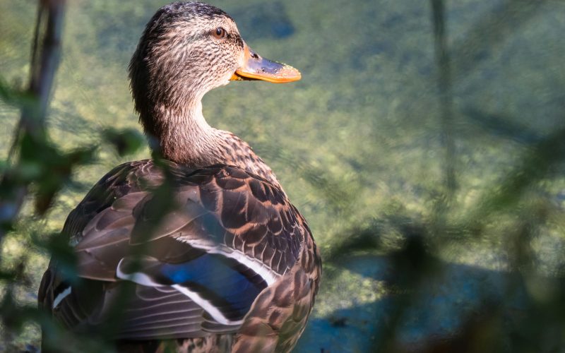Descubra Como a Suplementação na Seca Pode Impulsionar Seu Ganho de Peso!