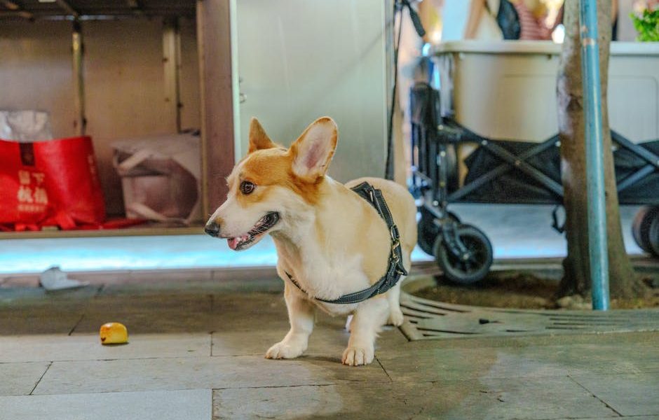 Gerenciamento de Dor Crônica em Pets: Descubra Alternativas de Tratamento que Transformam a Vida do Seu Melhor Amigo!
