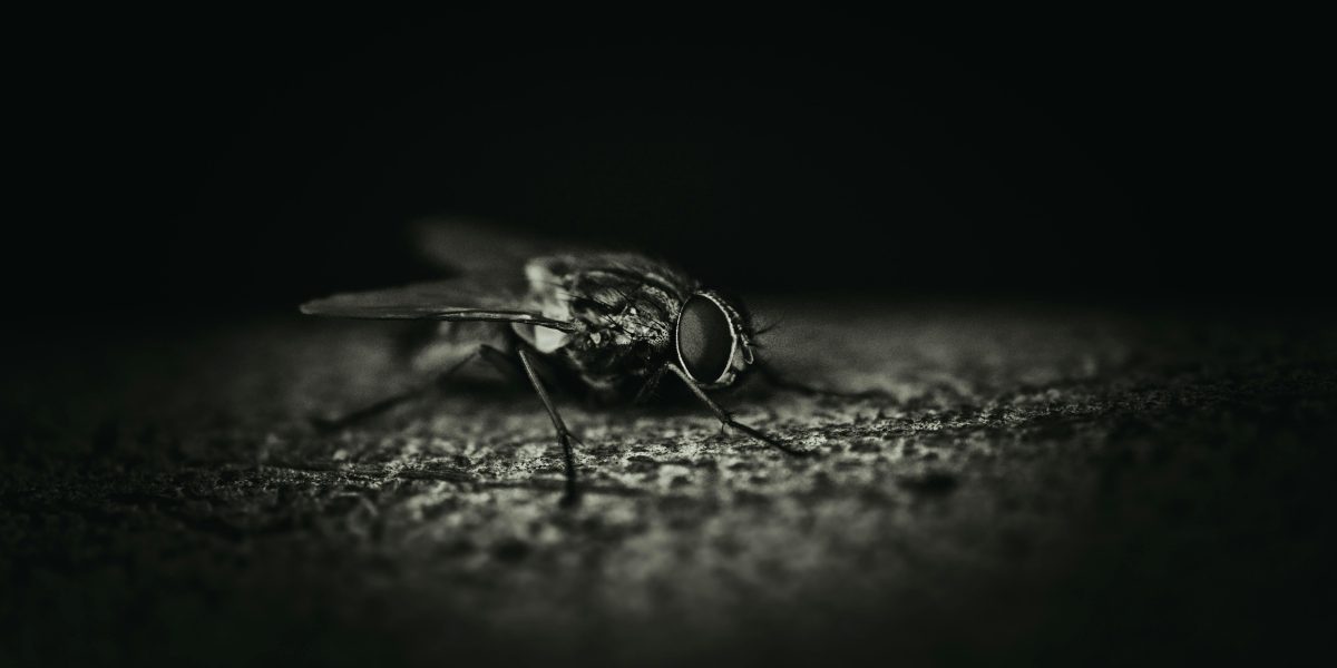 Descubra as Melhores Soluções Naturais para o Controle de Pragas Naturais na Sua Casa de Campo!