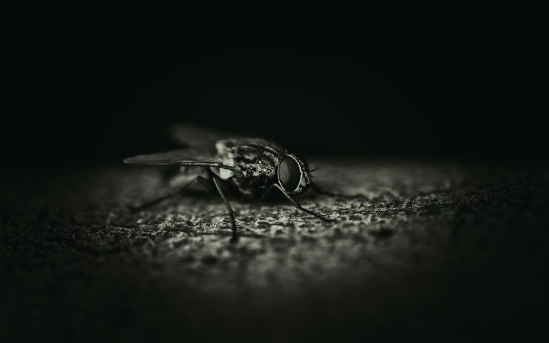Descubra as Melhores Soluções Naturais para o Controle de Pragas Naturais na Sua Casa de Campo!