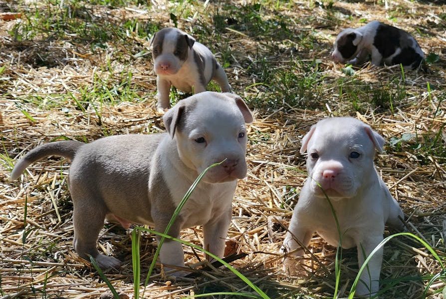 Combata a Ansiedade de Separação em Cães: Guia Prático para Reduzir o Estresse do Seu Pet em Casa!