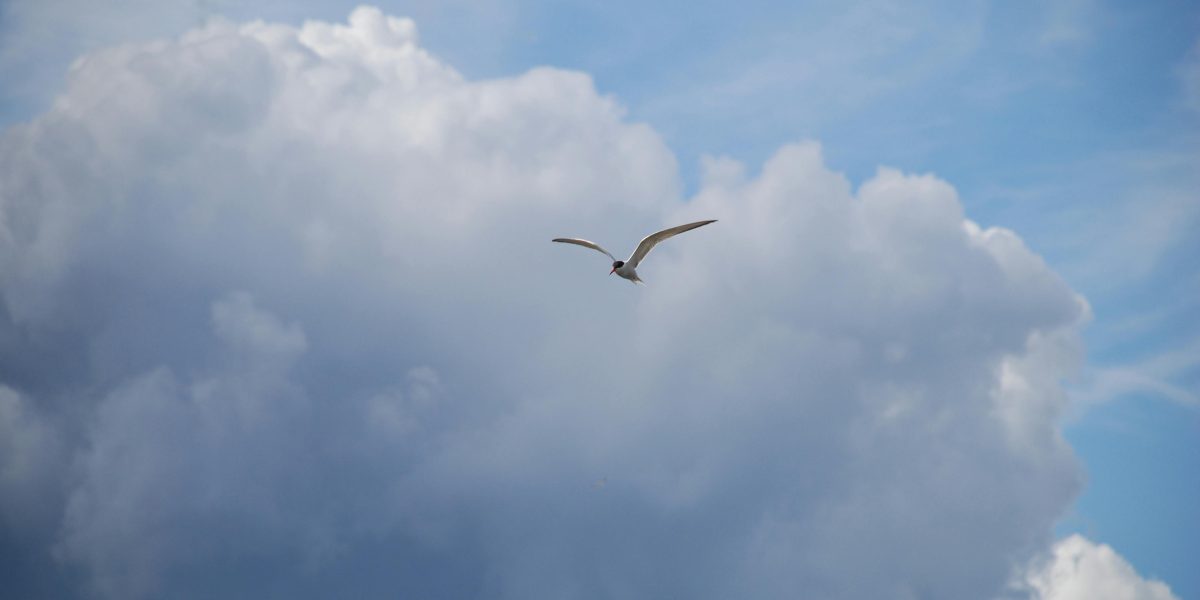 Diga Adeus às Pulgas e Carrapatos: Seu Guia Definitivo para Prevenção e Tratamento Eficaz!