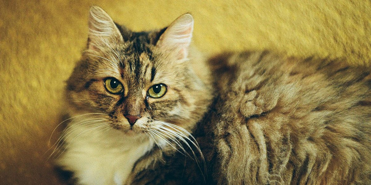 “Transforme a Saúde do Seu Amigo: Descubra Como a Ração Light para Cães Combate a Obesidade e Melhora a Qualidade de Vida!”