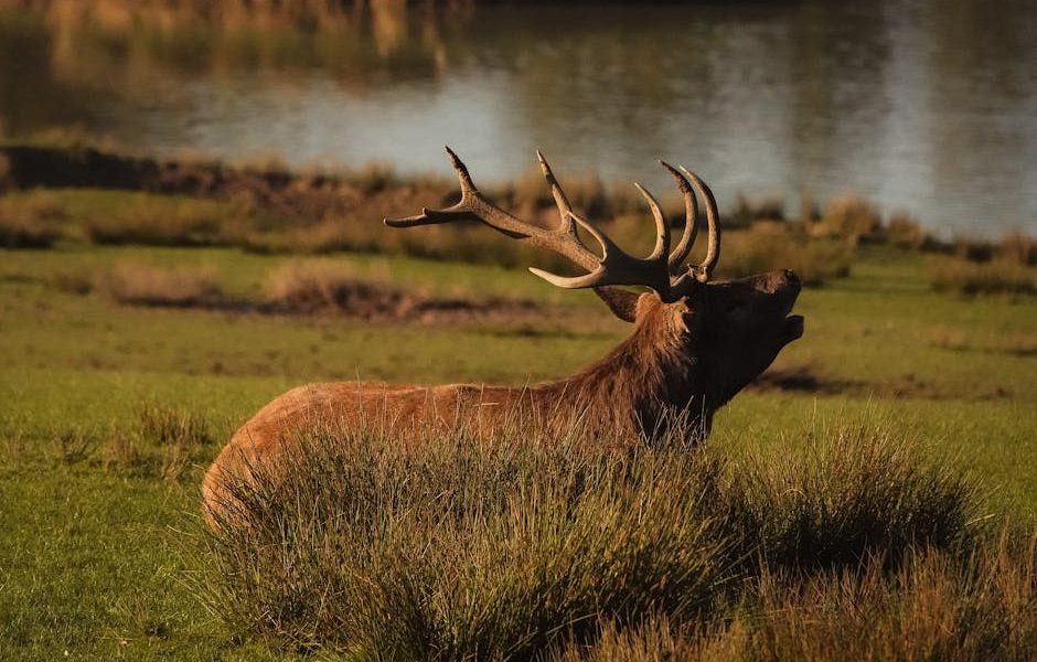 Domine a Nutrição Estratégica para Bovinos de Corte: Acelere a Otimização de Pastagem com Nosso Ebook!