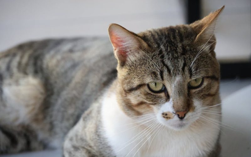 Descubra Como os Suplementos para Articulações Podem Transformar a Vida dos Seus Pets Idosos!