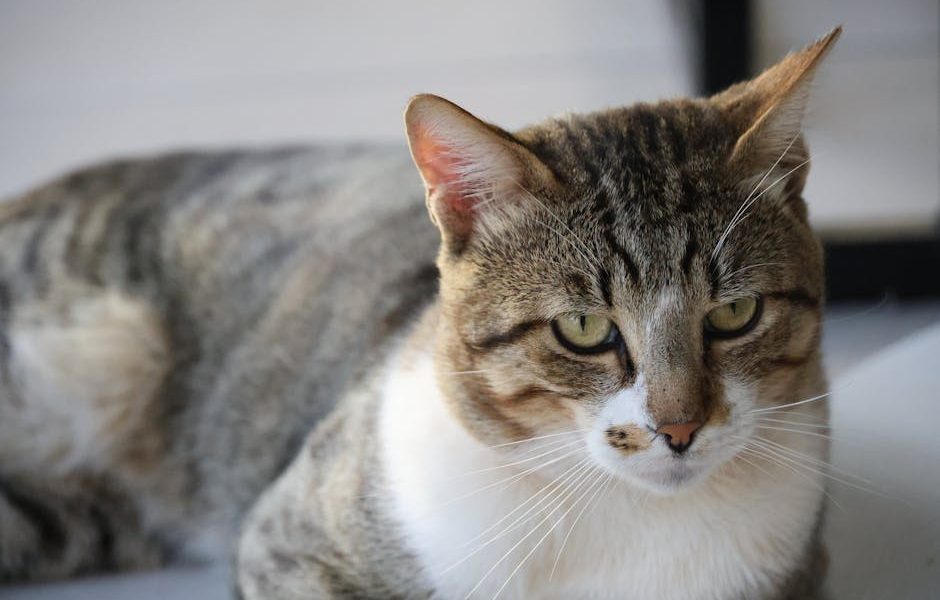 Descubra Como os Suplementos para Articulações Podem Transformar a Vida dos Seus Pets Idosos!
