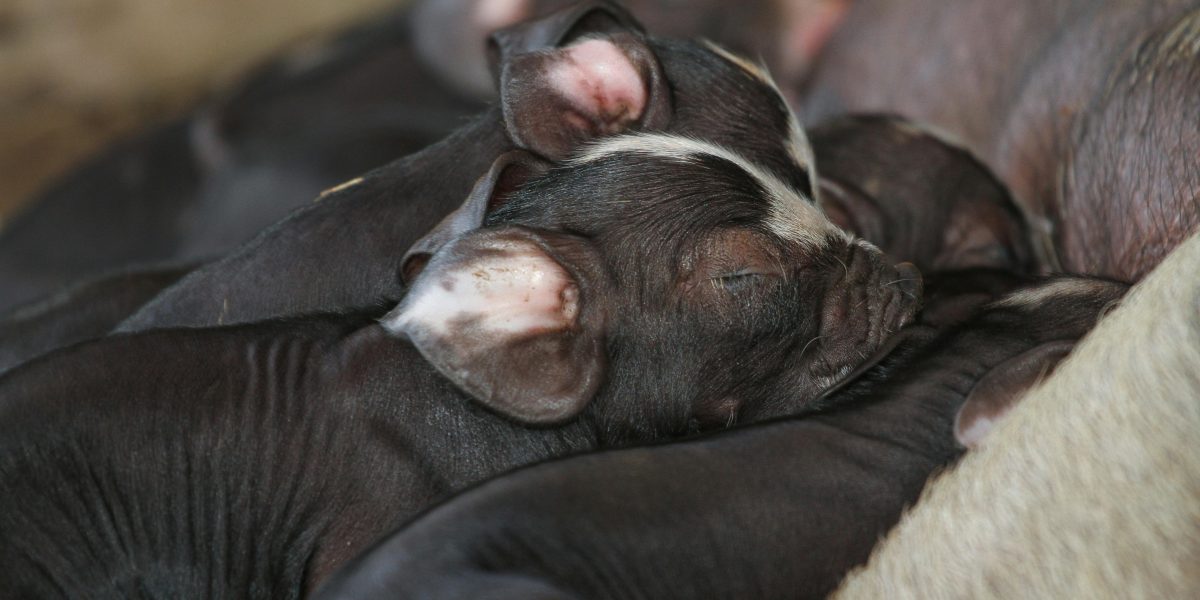 Cuidados Pós-Parto com a Matriz Suína: Dicas Essenciais para Garantir a Saúde e o Bem-Estar dos Leitões!