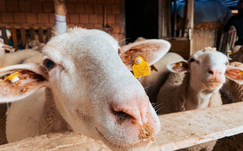 Como a Poluição Sonora Afeta os Animais e Impacta a Produção Rural: Entenda a Relação!