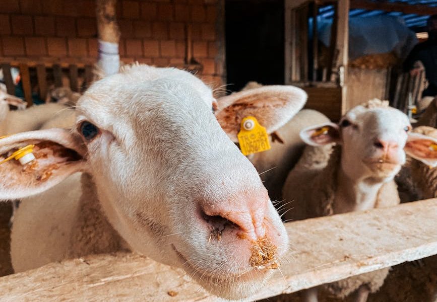 Como a Poluição Sonora Afeta os Animais e Impacta a Produção Rural: Entenda a Relação!