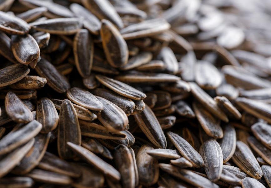 Potencialize sua Pastagem: Como a Calagem Transforma o Solo e Aumenta sua Produtividade!