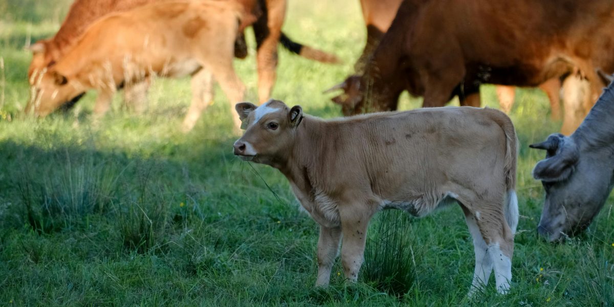 Como Utilizar Vacinas Combinadas de Forma Eficiente no Rebanho Bovino