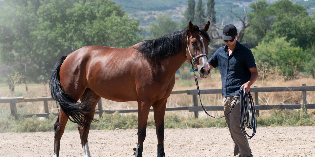 Legislação Rural: Como as Normas de Bem-Estar Animal Impactam a Sua Propriedade