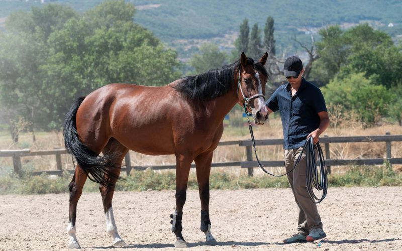 Legislação Rural: Como as Normas de Bem-Estar Animal Impactam a Sua Propriedade