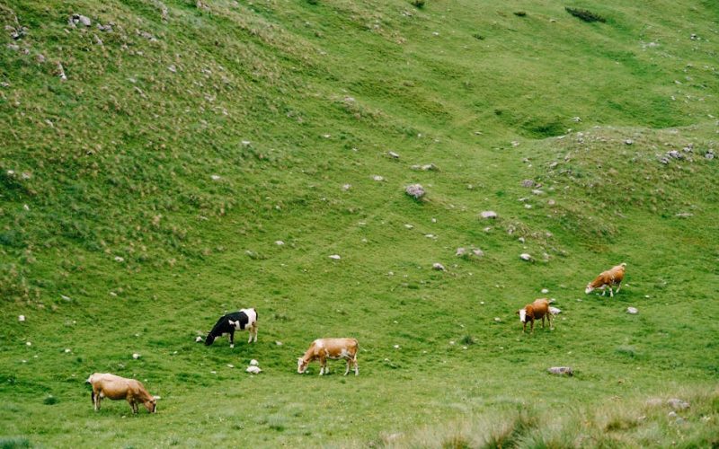 Legislação Rural: Como Entender e Aplicar as Normas de Bem-Estar Animal