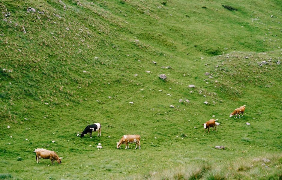 Legislação Rural: Como Entender e Aplicar as Normas de Bem-Estar Animal
