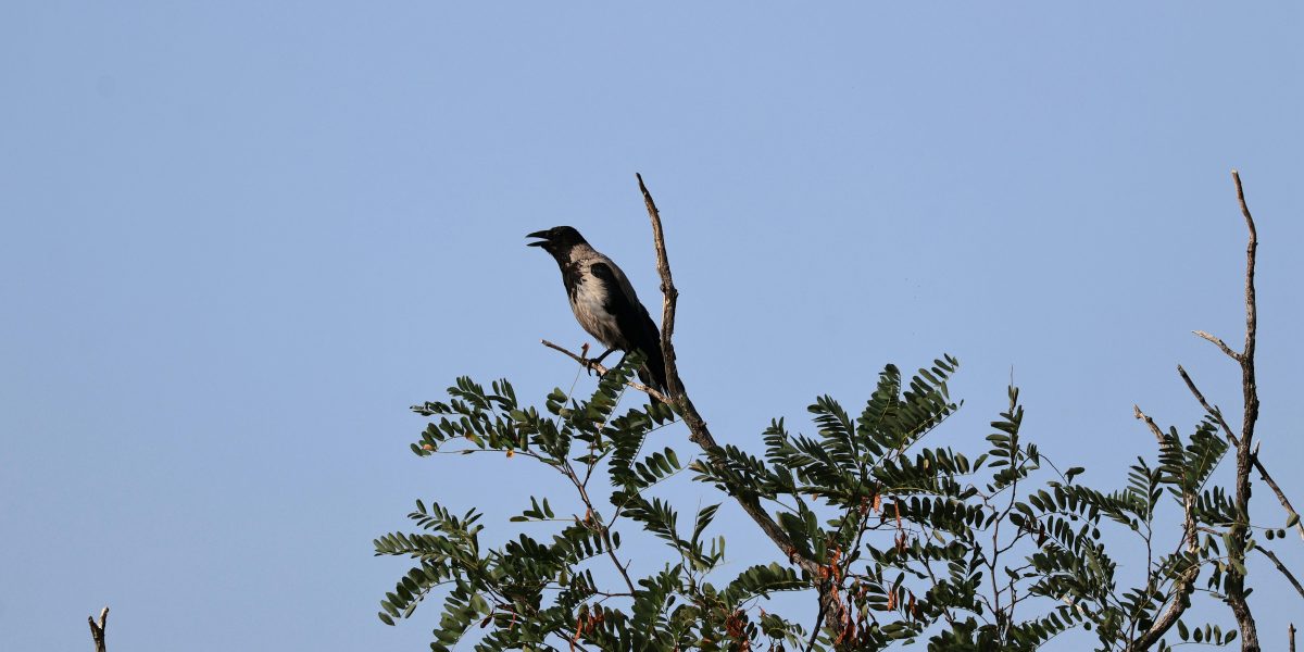 Guia Completo: Como Prevenir Coccidiose e Newcastle em Aves