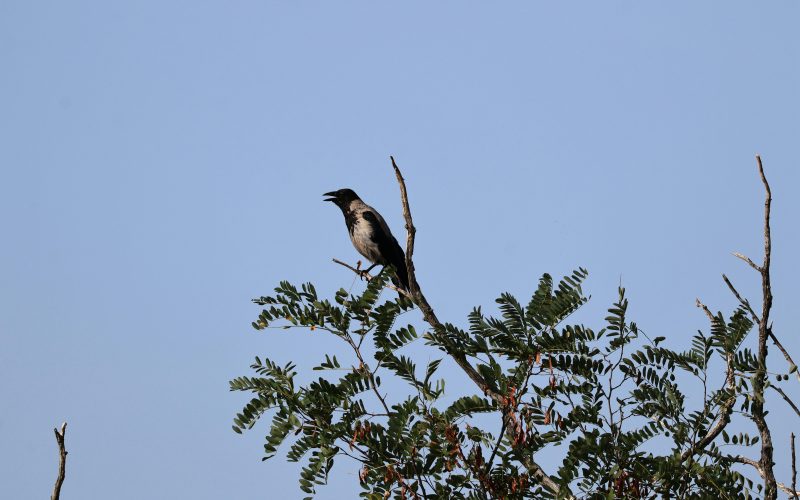 Guia Completo: Como Prevenir Coccidiose e Newcastle em Aves