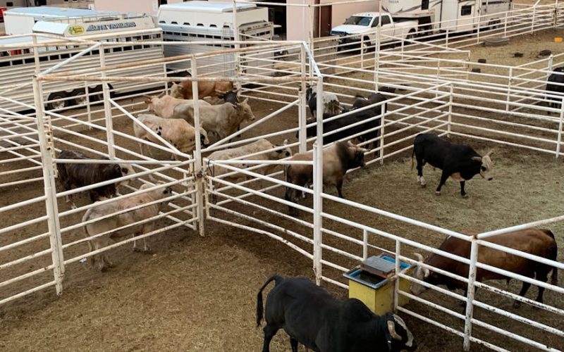 Mastite em Gado Leiteiro: Melhores Práticas para Prevenção e Controle da Sanidade Animal
