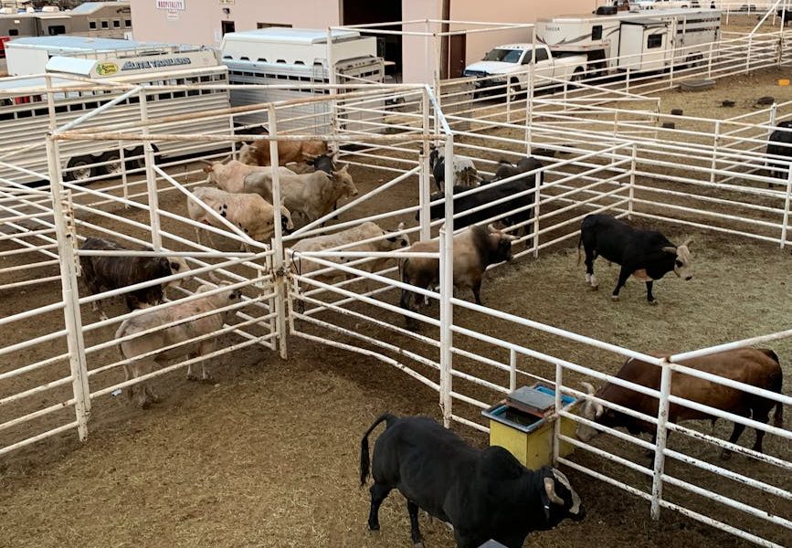 Gestão de Custos na Pecuária: Aprenda a Calcular o Custo da Dieta por Animal e Aumente Seus Lucros