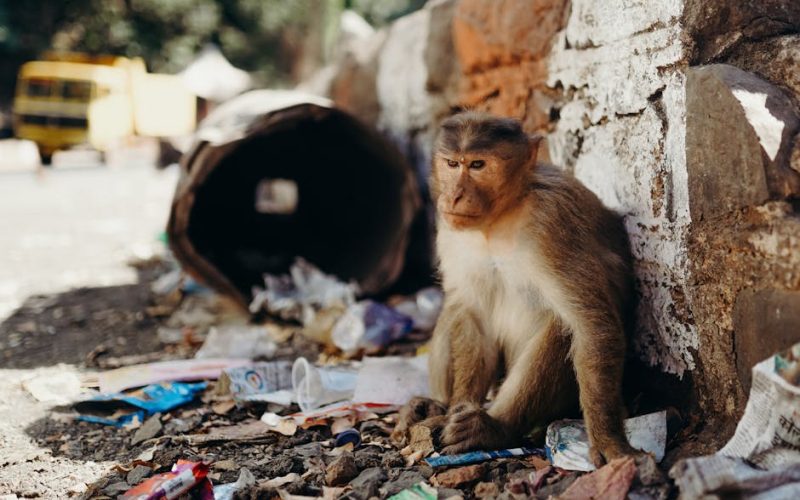 Como a Poluição Sonora Afeta o Estresse Animal e a Produção