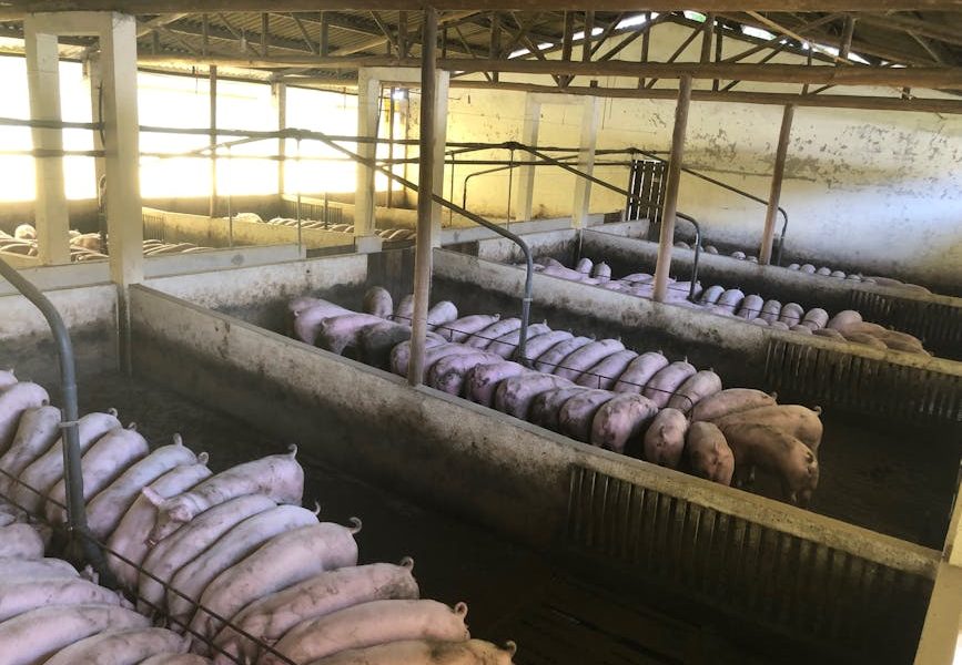 Biossegurança em Suinocultura: Descubra os Protocolos Essenciais Para Proteger Seu Cria!