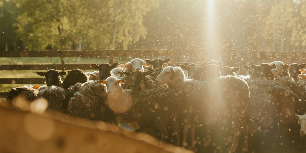 Domine a Criação de Ovinos: Dicas Imperdíveis para Tosa e Manejo da Lã no Verão!