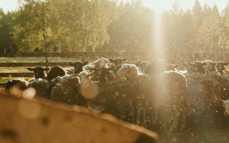 Domine a Criação de Ovinos: Dicas Imperdíveis para Tosa e Manejo da Lã no Verão!