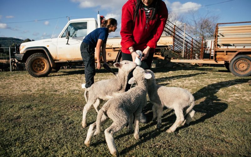 Como um Produtor Transformou sua Fazenda: A História de Sucesso de Triplicar a Produção com Rações Premium!
