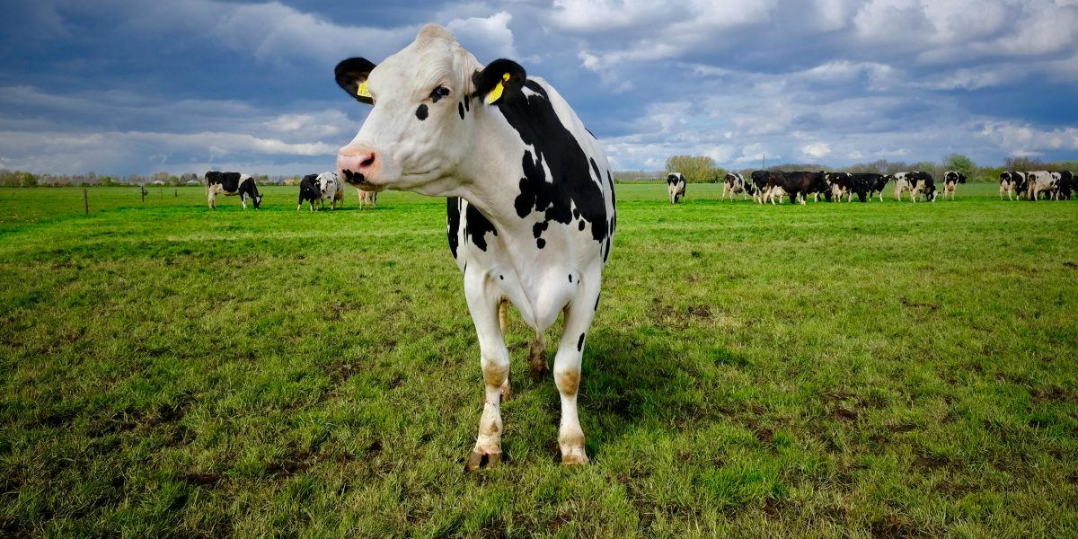 Melhoramento Genético em Bovinos: Como a IATF Otimiza a Reprodução