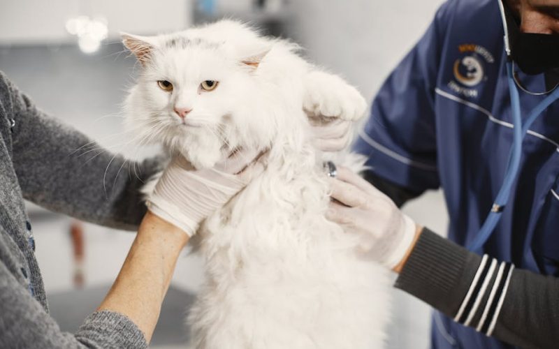 5 Sinais de Alerta: Descubra Quando É Hora de Levar Seu Gato ao Veterinário!