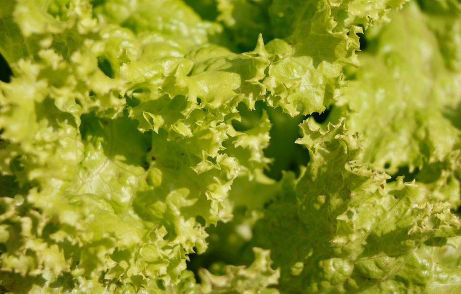 Aprenda a Fazer Biofertilizantes Caseiros para Aumentar a Produtividade da Sua Horta Orgânica