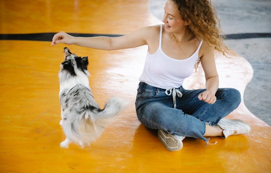 Dicas Infalíveis: Como Ensinar Comandos Básicos (Senta, Fica) Usando Reforço Positivo