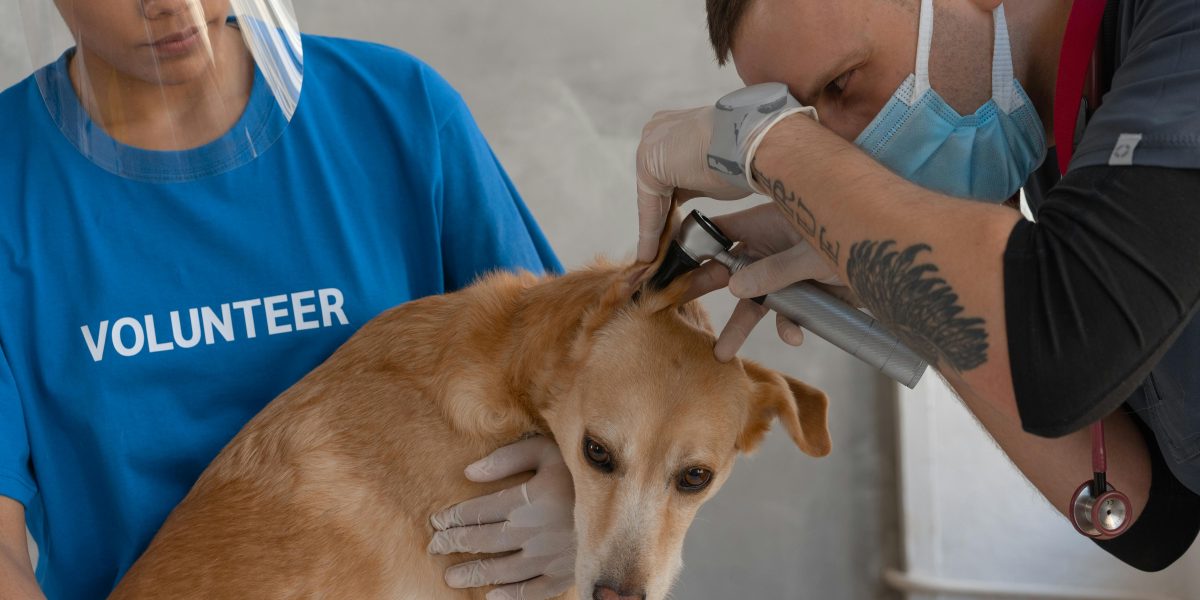 Seu Pet em Boas Mãos: Descubra Como o Atendimento Especializado Garante Saúde e Bem-Estar na Mercado Agro!