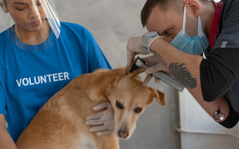 Seu Pet em Boas Mãos: Descubra Como o Atendimento Especializado Garante Saúde e Bem-Estar na Mercado Agro!