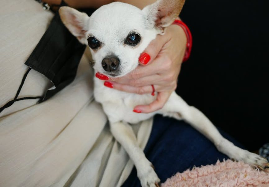 10 Dicas Cruciais de Primeiros Socorros para Cortes e Feridas Simples em Cães que Todo Tutor Deve Saber!