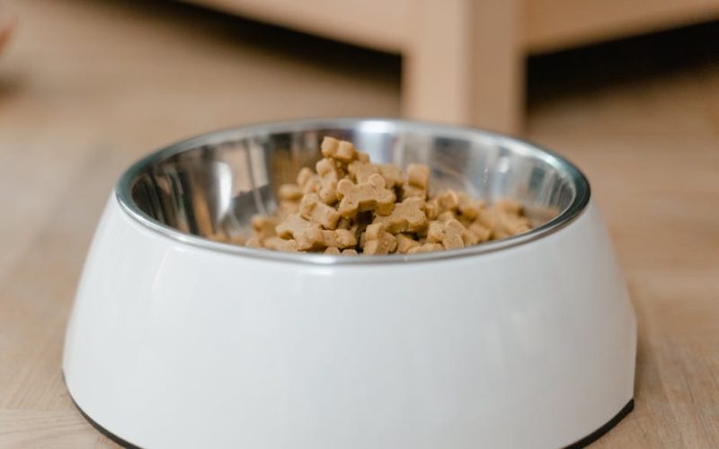 Evite Estes 10 Erros Comuns na Alimentação de Cães de Raças Grandes para Garantir a Saúde do Seu Melhor Amigo!
