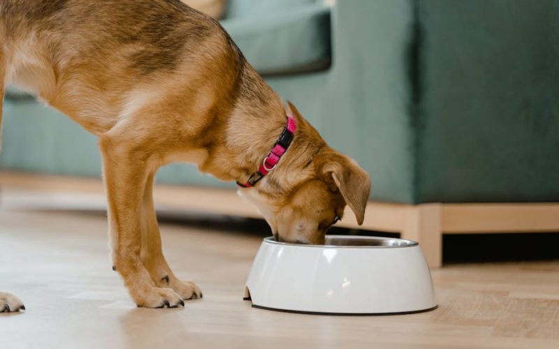 Descubra o Guia Definitivo para Escolher a Ração Premium Ideal para Cães Idosos e Proporcione Saúde e Vitalidade!