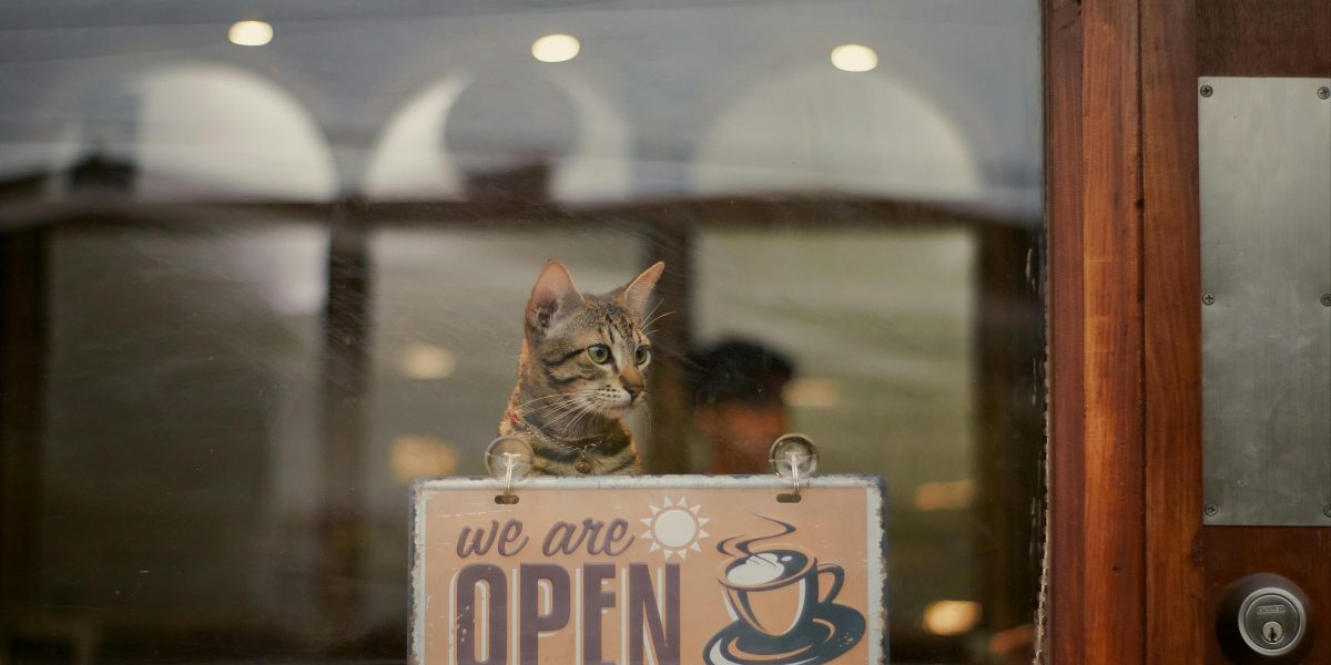 Descubra as Principais Tendências de Produtos para Pet Shop em 2025!