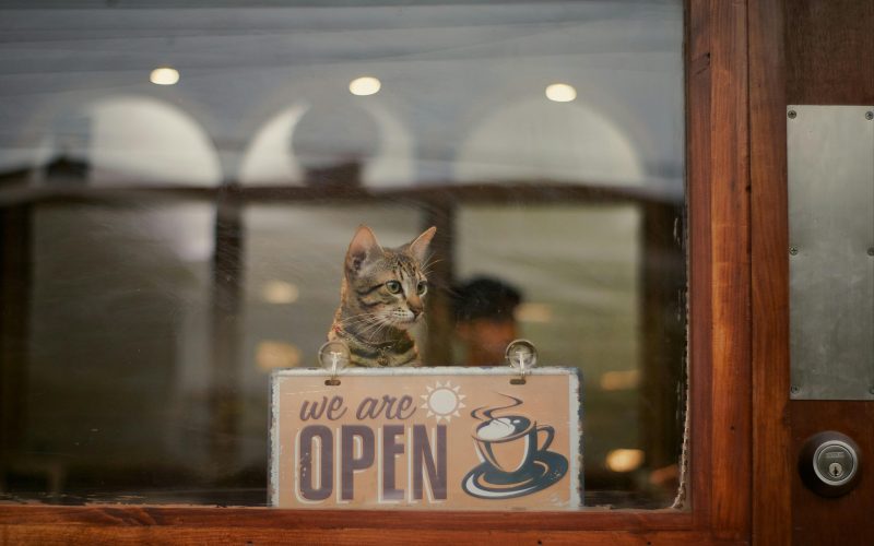 Descubra as Principais Tendências de Produtos para Pet Shop em 2025!