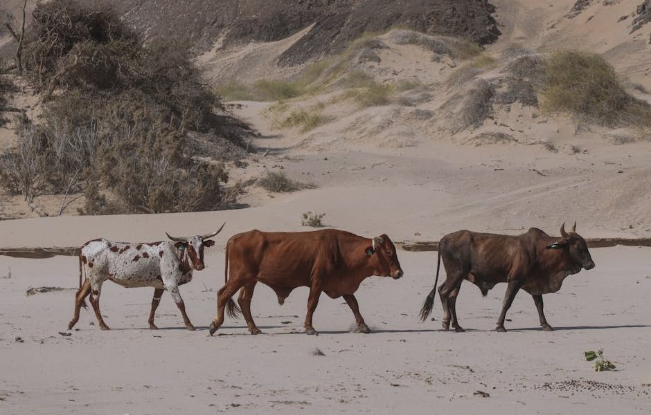 Como os Suplementos Energéticos Ajudam Bovinos em Período de Seca